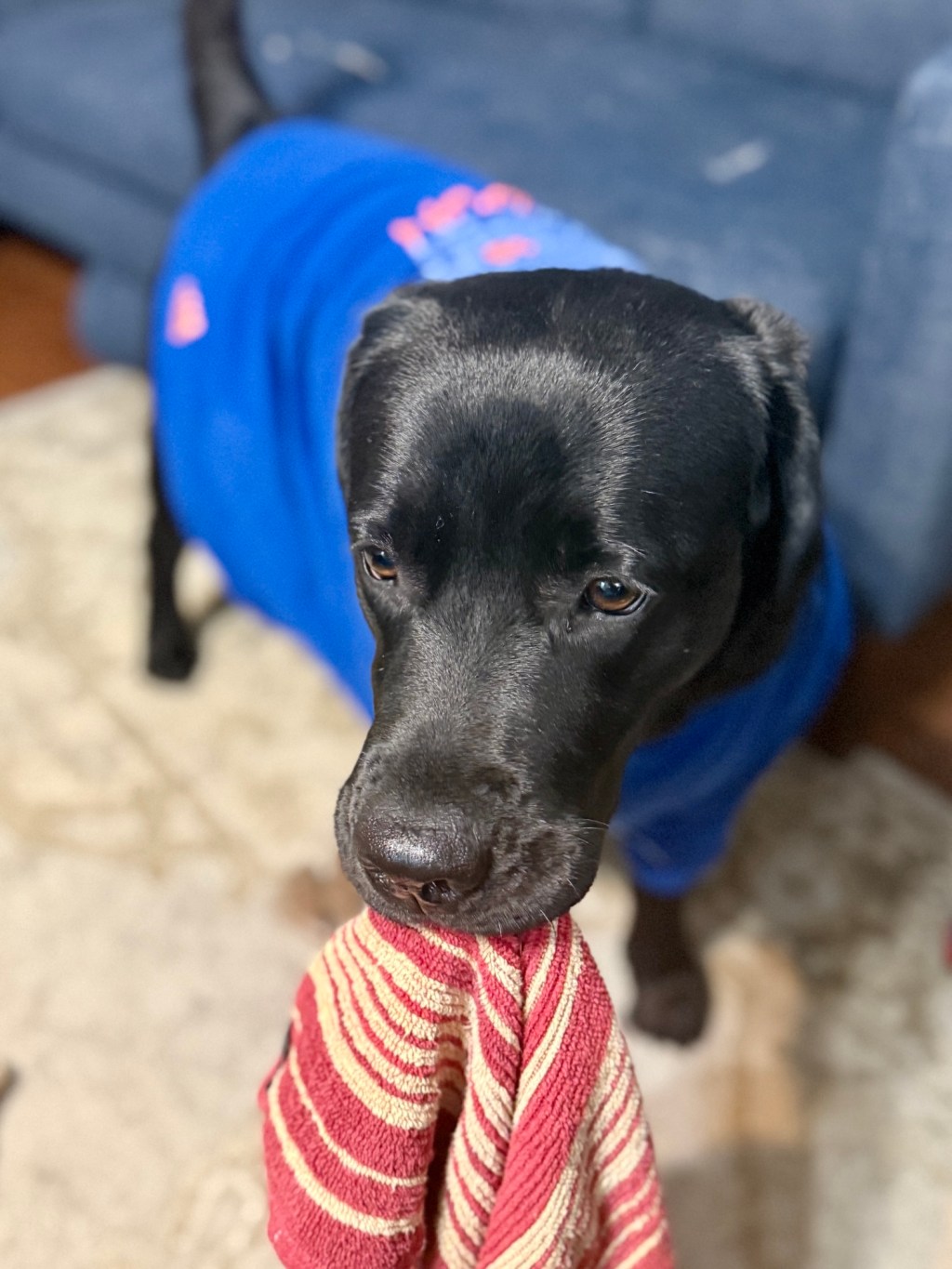 Dish towel and t&nbsp;shirt