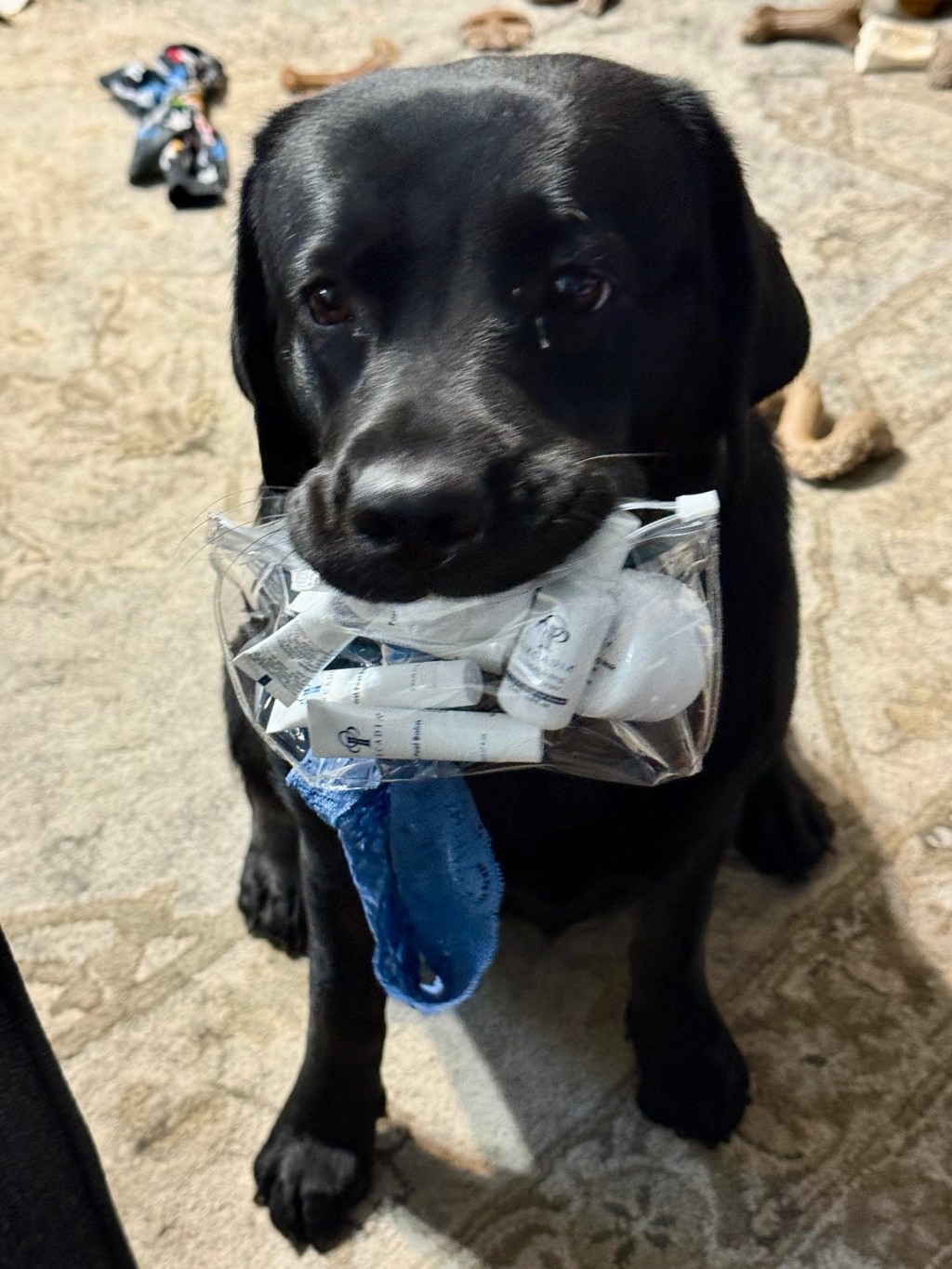 Circadia Pumpkin Facial