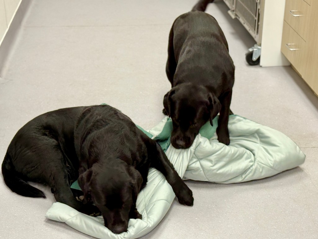 Her sister’s blanket