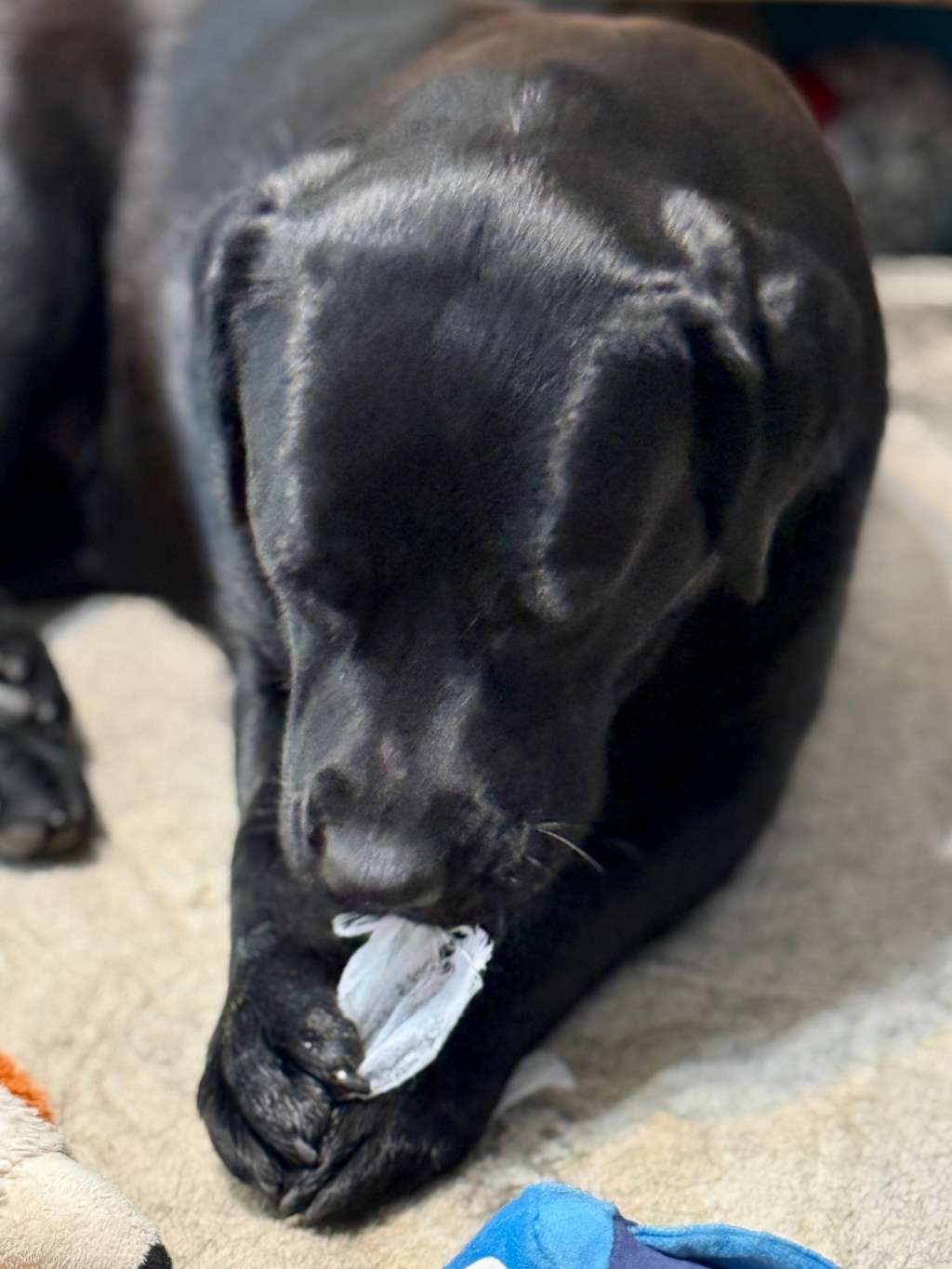 Fabric softener sheet