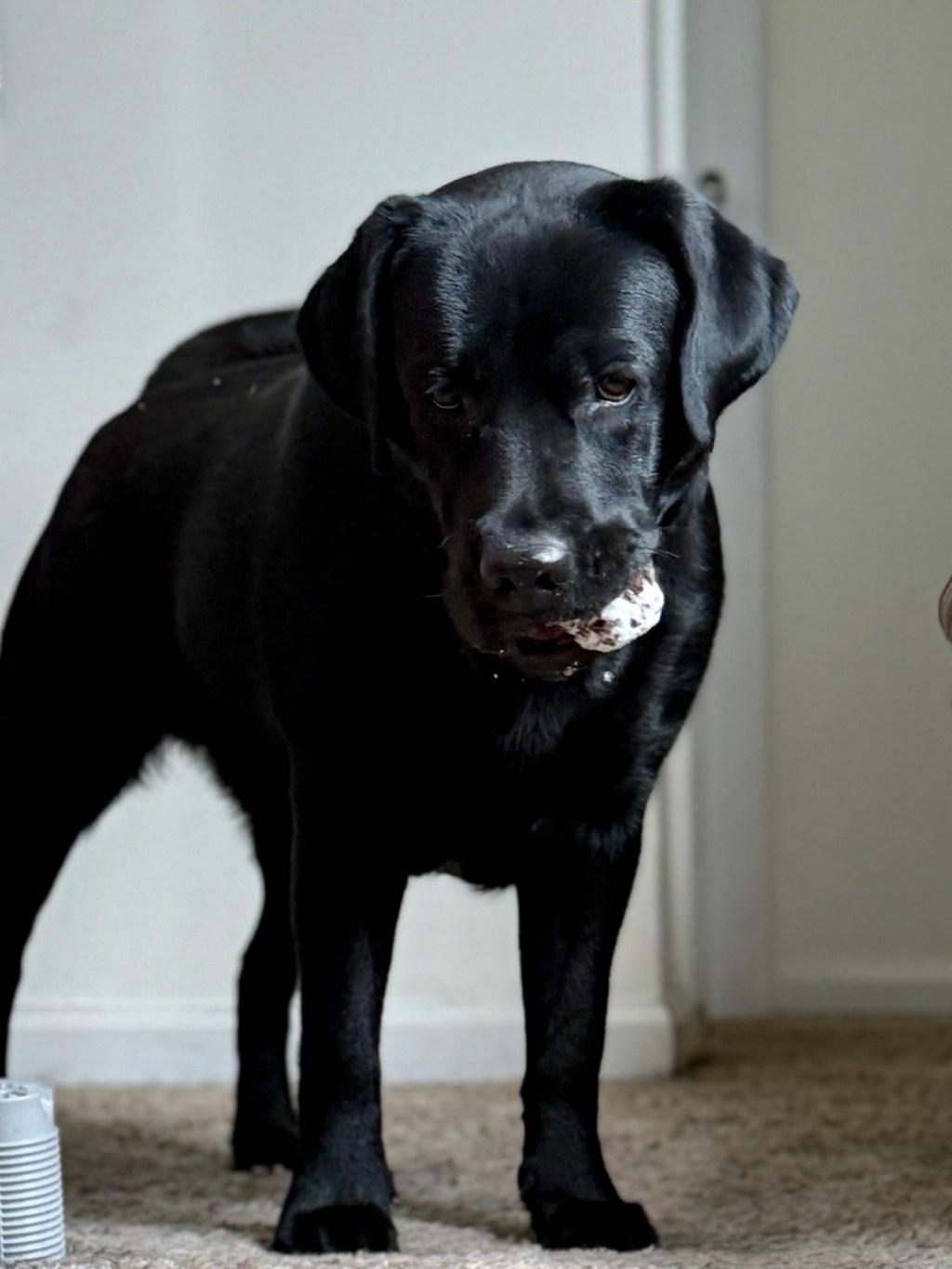 Snow covered pinecone